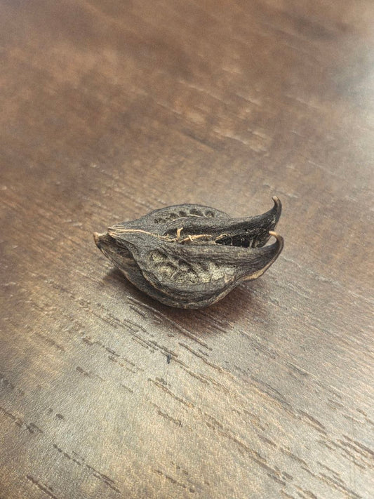 Original Bat Head Root / Singurd | Spiritual -2pcs
