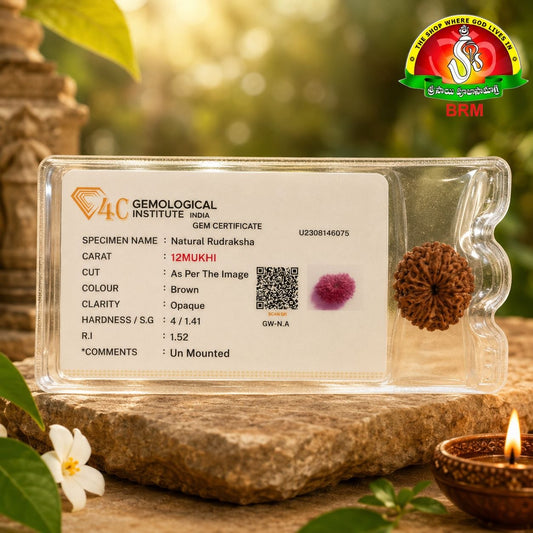 12 Mukhi Original Certified Nepal Rudraksha
