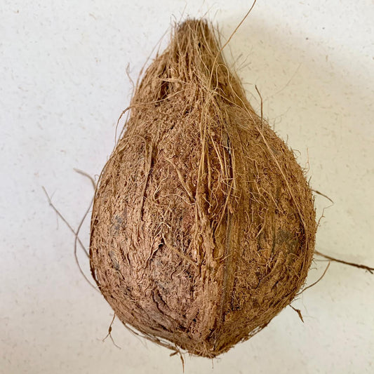 Pooja Coconut for Temple Rituals & Spiritual Offerings