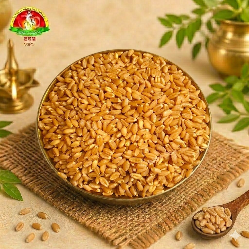 Premium Godhumalu (Wheat Grains / Whole Wheat) – Pure for Pooja & Daily Use