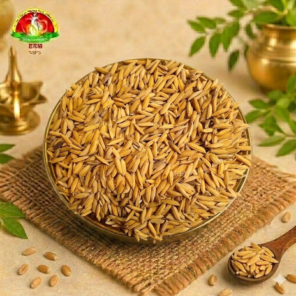 Pure Vadlu (Paddy / Unhusked Rice) for Pooja – Traditional & Auspicious