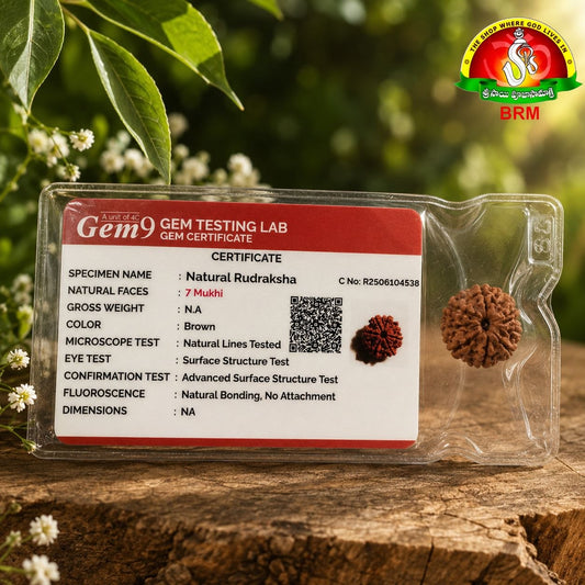 7 Mukhi Rudraksha | Original Nepal Rudraksha Bead