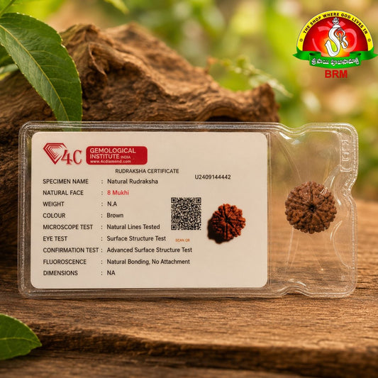 8 Mukhi Rudraksha  |  Nepal Rudraksha Bead