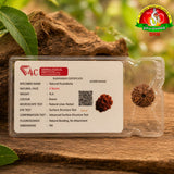 8 Mukhi Rudraksha  |  Nepal Rudraksha Bead