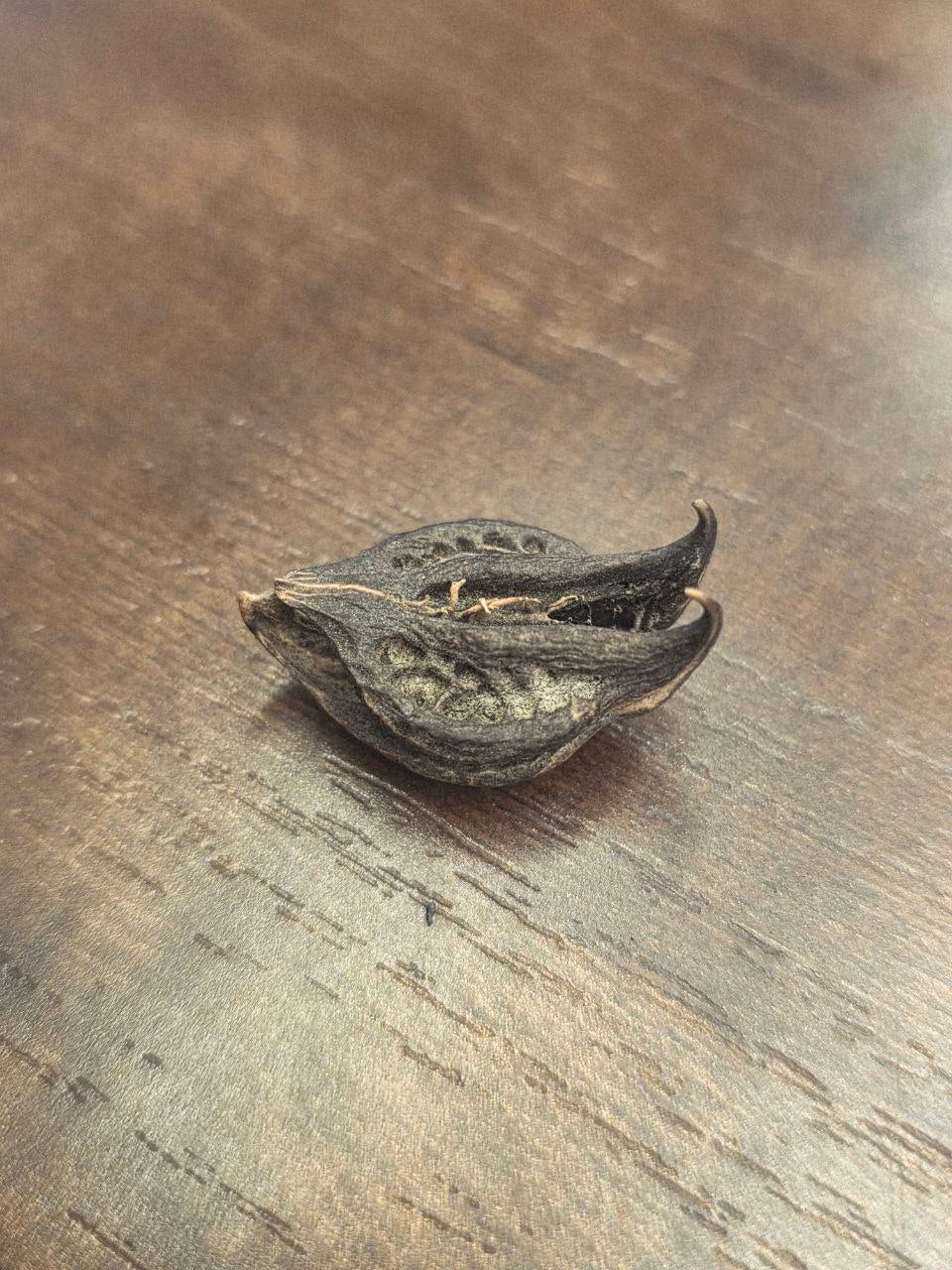 Original Bat Head Root / Singurd  | Spiritual -2pcs