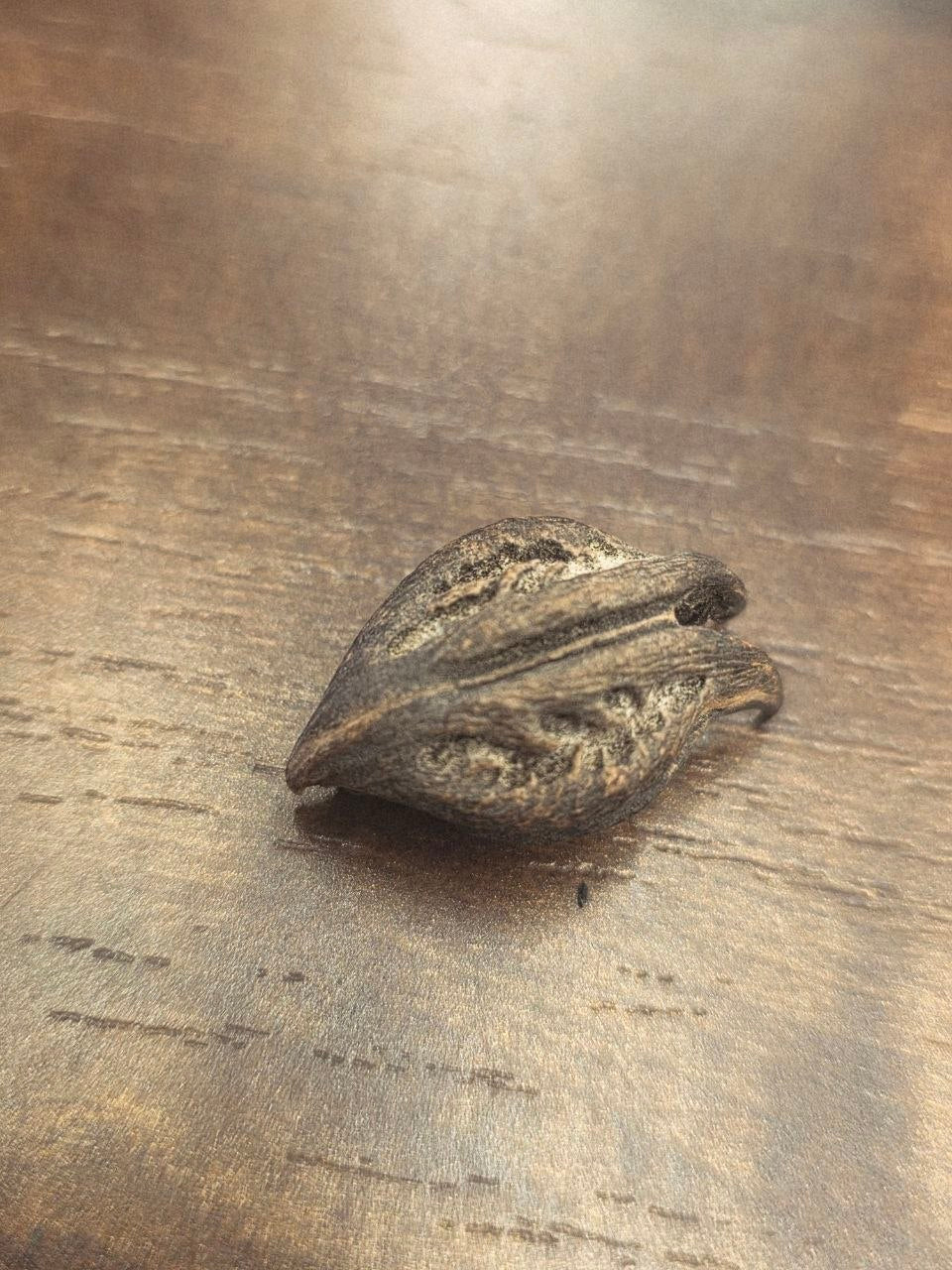 Original Bat Head Root / Singurd  | Spiritual -2pcs