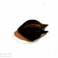 Original Bat Head Root / Singurd  | Spiritual -2pcs