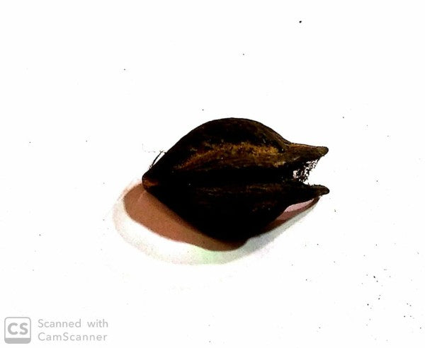 Original Bat Head Root / Singurd  | Spiritual -2pcs