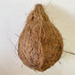 Pooja Coconut for Temple Rituals & Spiritual Offerings