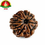 🕉️ 9 Face Rudraksha Bead – Nepal Rudraksha